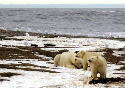АНУ-ын Ерөнхийлөгч Ж.Байдены Засаг захиргаа Арктикийн зэрлэг байгалийн үндэсний дархан цаазат газарт боловсруулалт хийх түрээсийн хөтөлбөрийг түр зогсоолоо