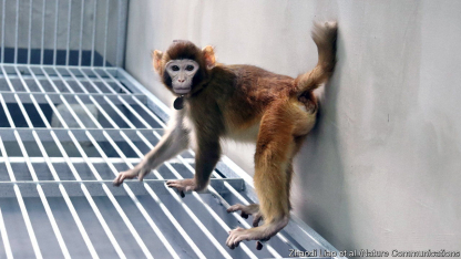 Хятадын эрдэмтэд анх удаа резус макак сармагчныг хуулбарлажээ